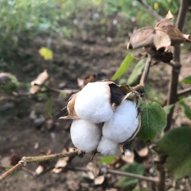 En bomullsplante